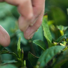 Load image into Gallery viewer, Chenpi White Tea Fuding White Tea Fujian Gaoshan Old White Tea
