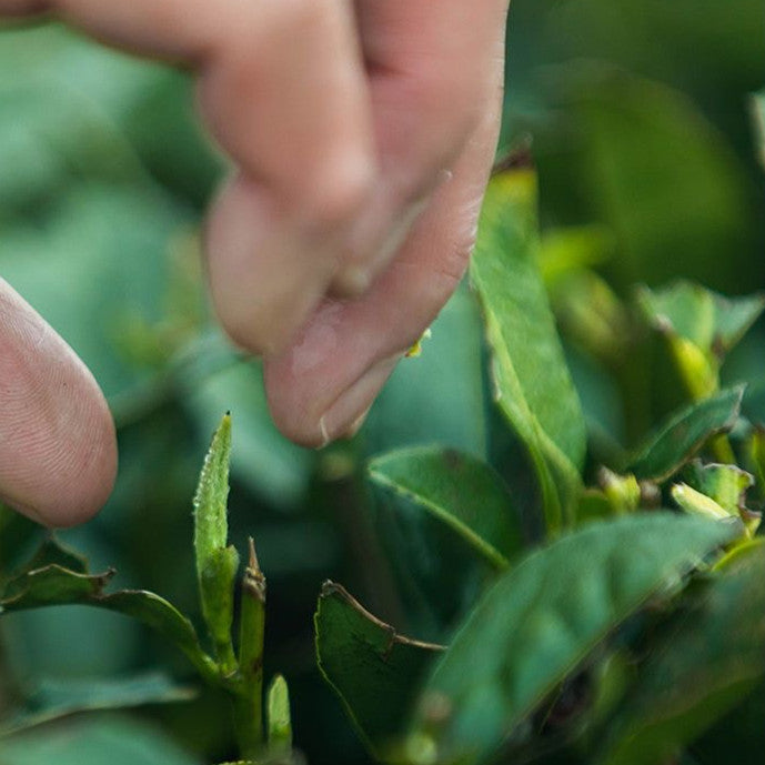 Chenpi White Tea Fuding White Tea Fujian Gaoshan Old White Tea